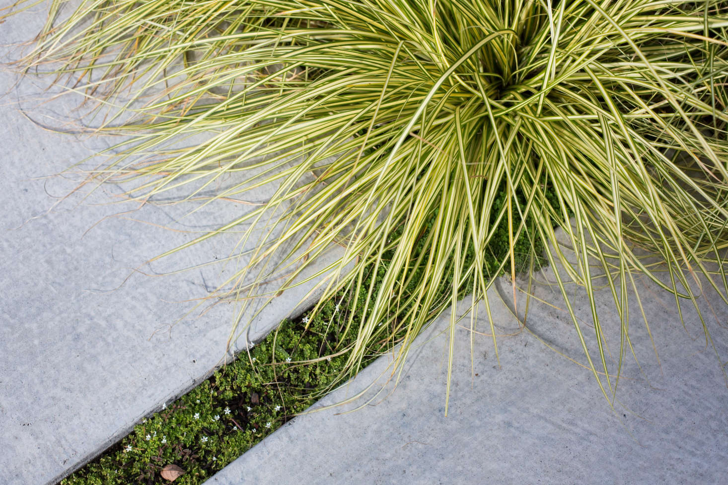 Planted between concrete pavers is baby