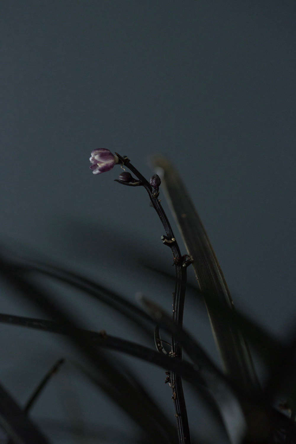 Black mondo grass has a demure, delicate flower. Photograph by Mimi Giboin.