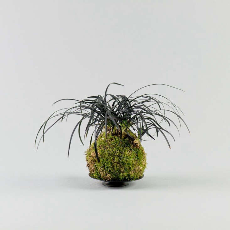 A black mondo grass mash-up; a Black Mondo Grass Kokedama is £50 from Kojo.