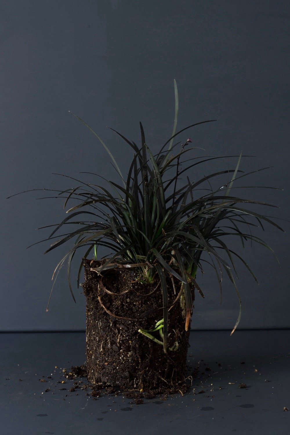 Black mondo grass, rootbound. Photograph by Mimi Giboin.