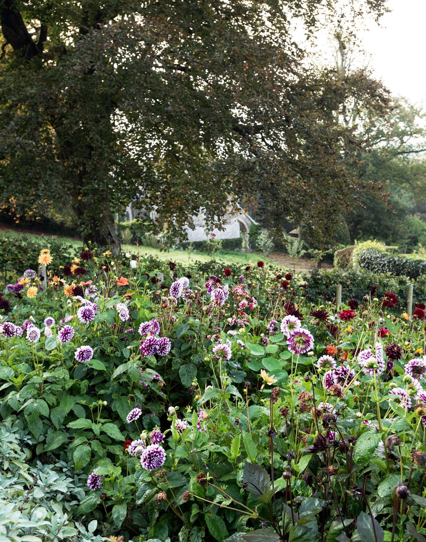 Dahlias are delirious in Pentreath and McCormick