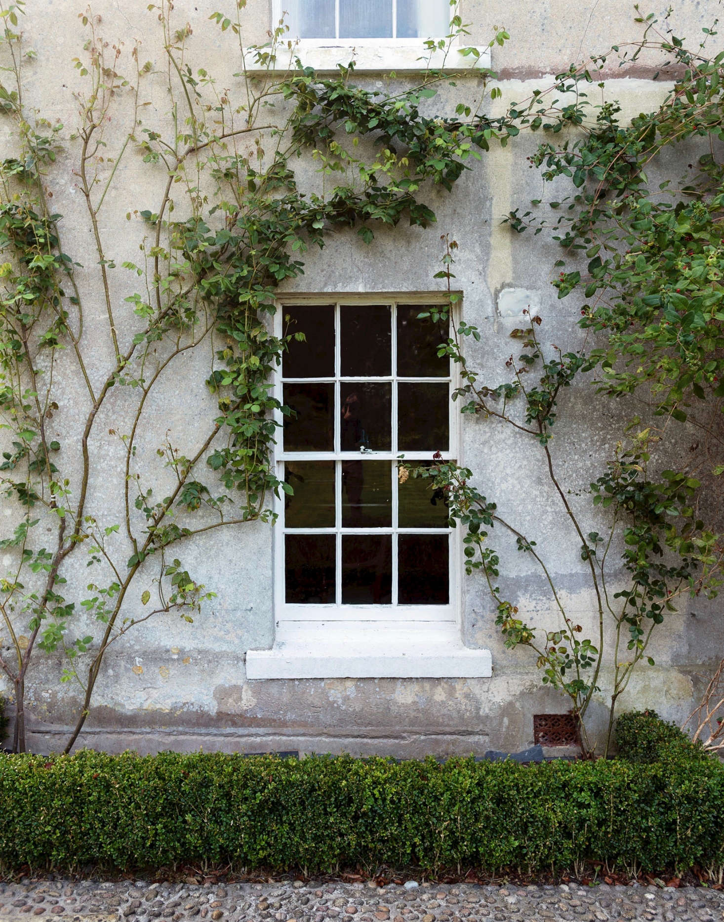 Foundation plantings of boxwood and rose vines connect the facade of Pentreath and McCormick