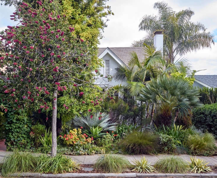  An unusual purple bottlebrush (Callistemon), a small tree more frequently seen in Australia than on the sidewalks of northern California, provides a distinctive accent.