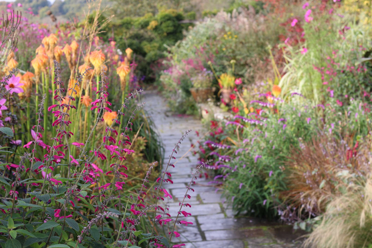 With Salvia curviflora in the double border at Gravetye, fuzzy purple and white Salvia leucantha blooms at right.