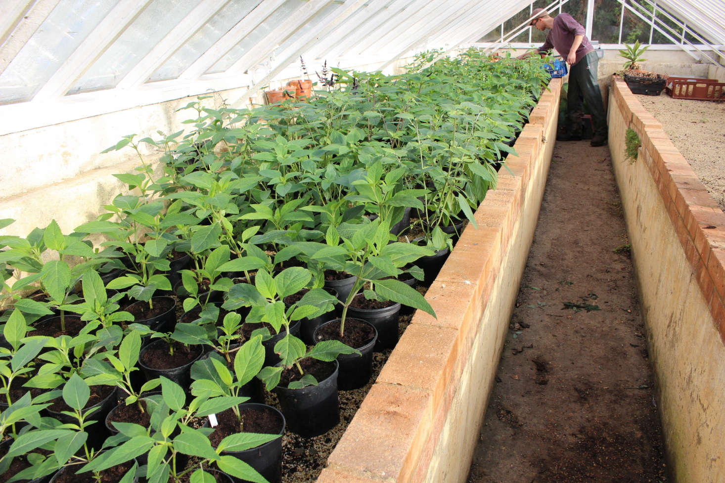 Propagate salvias from semi-ripe stems in late summer. These young plants at Gravteye were started from cuttings taken in late August. They will be held in