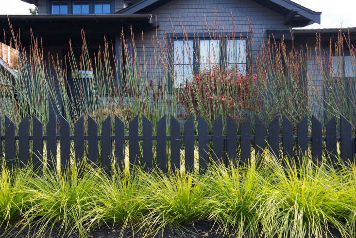 A curtain of cape rush (Chrondopetalum elephantinum) will reach heights of from 4 to 6 feet, creating an airy screening layer behind the picket fece.