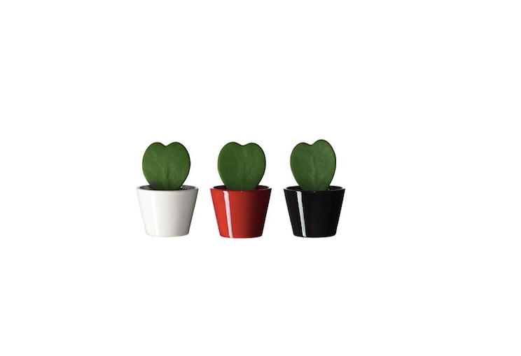 A blast from the past, the Hoya kerrii succulents Ikea used to sell.