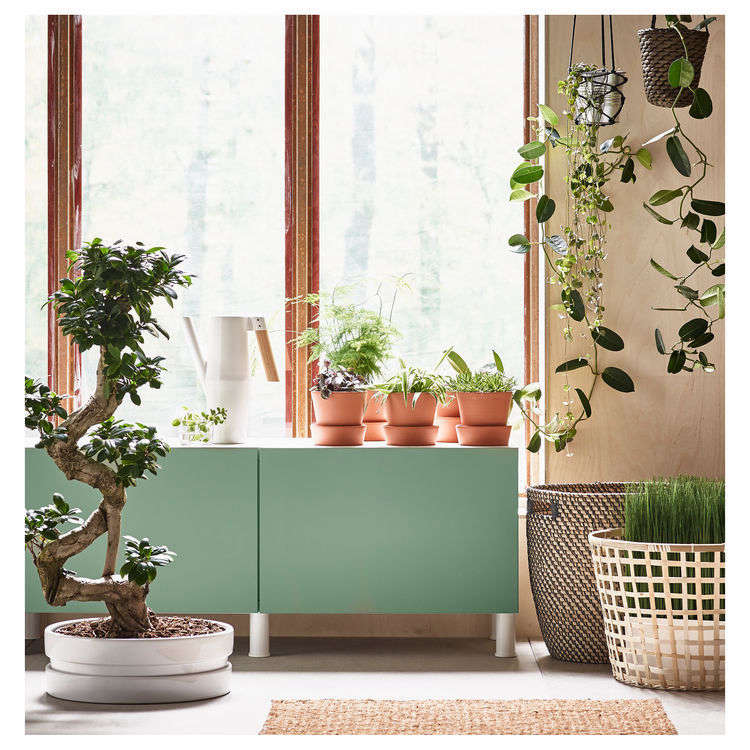 An Insider's Guide to Getting First Dibs on the Best Ikea Houseplants
