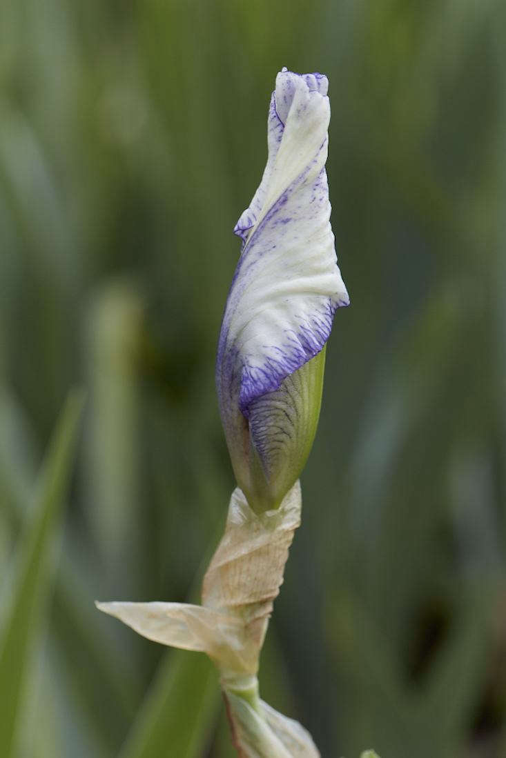 Ready to unfurl.