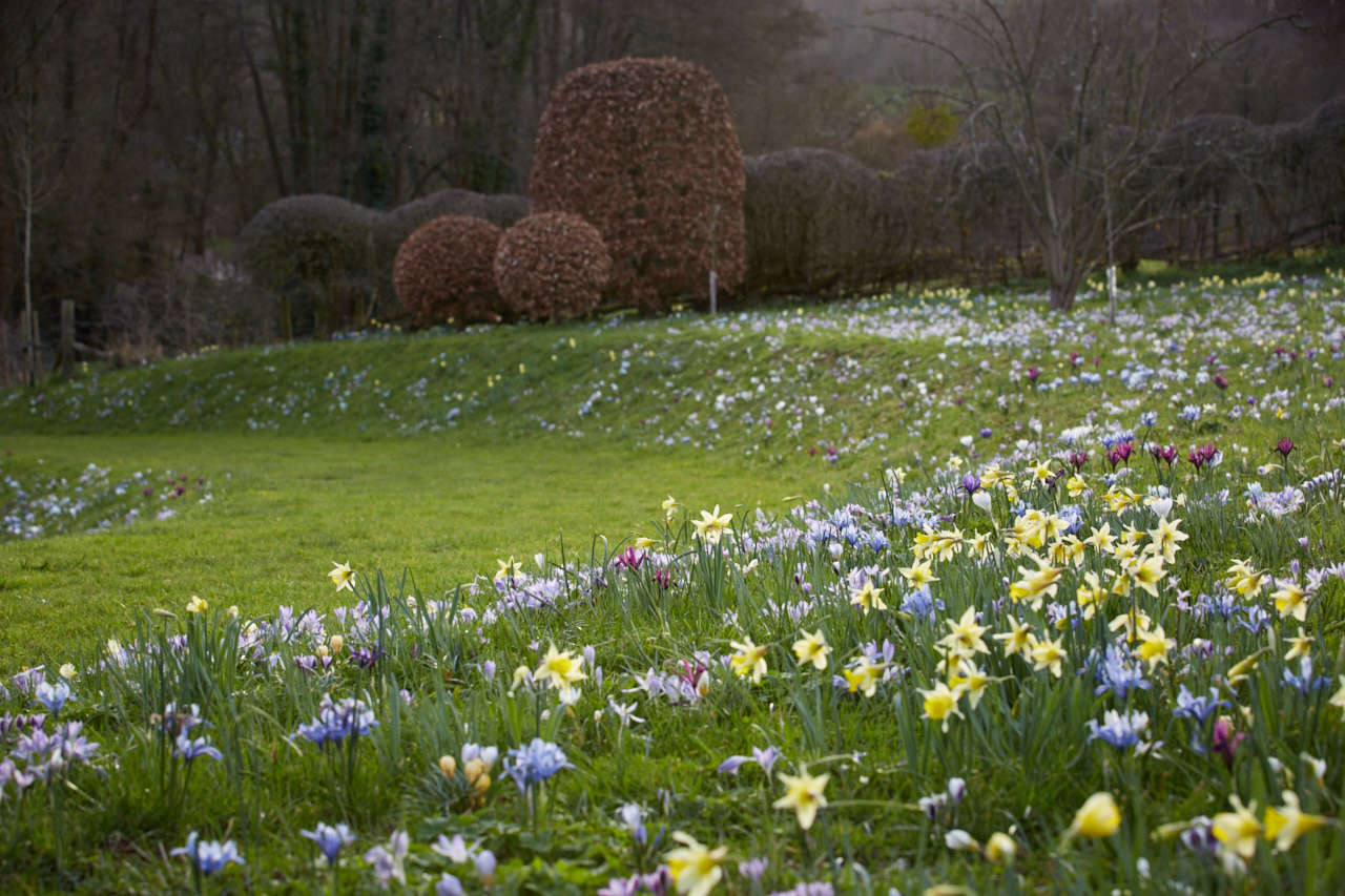 Dwarf irises naturalize and mingle well with crocuses.