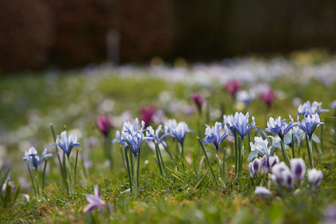 ‘Katherine Hodgkin’ (visible at R) is a mesmerizing pale gray. For US gardeners, Iris Katharine Hodgkin is $. for bulbs at White Flower Farm. For UK gardeners, bulbs of Iris 