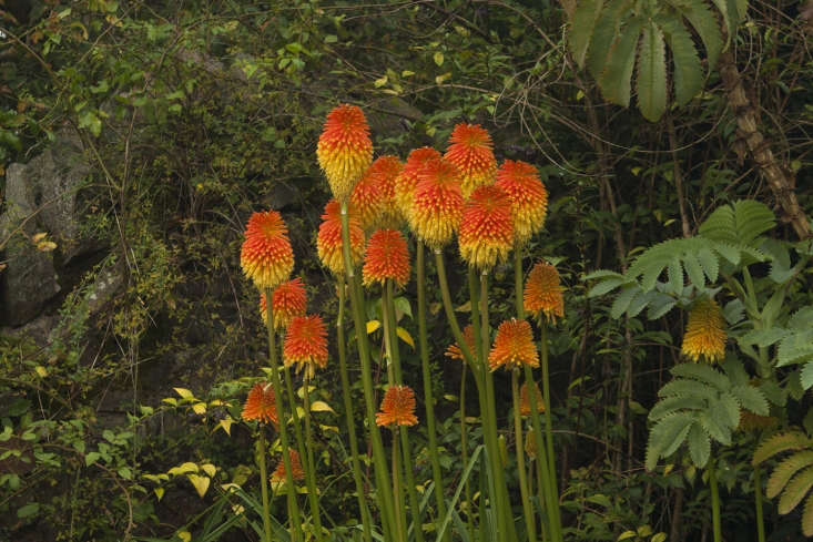 Kniphofia rooperi with jagged leaves of Melianthus major, grown by Gillian Archer at Perrycroft, near Malvern.