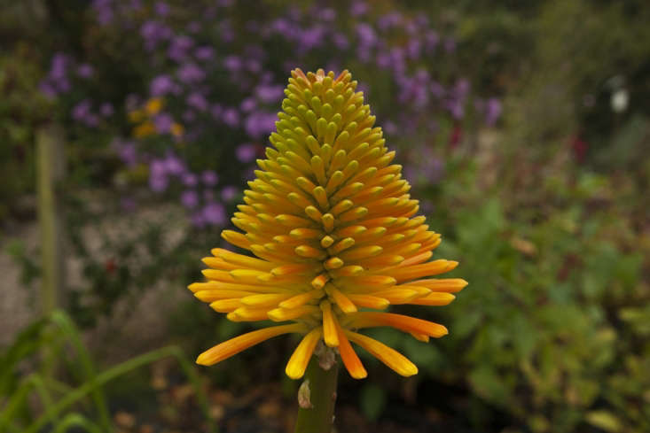 Kniphofia rooperi in a pot at Old Court Nurseries. Malvern. It is quiet and pale before reaching maturity.