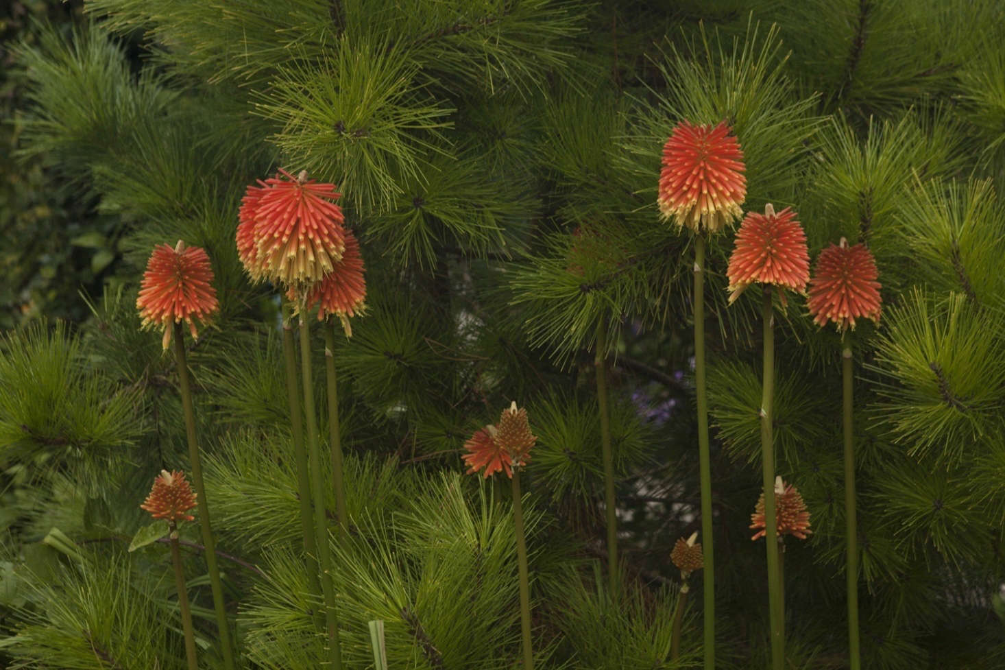 Kniphofias growing in the garden at Old Court Nurseries, amid specimen pines.