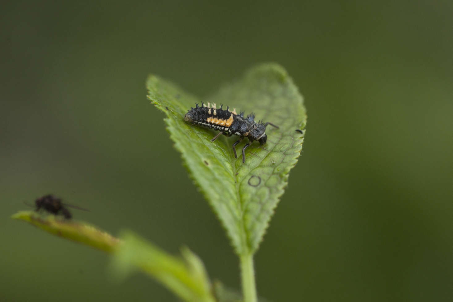 Photograph by Jim Powell for Gardenista. See more in Your Garden’s Best Friend: The Life and Times of a Ladybug.