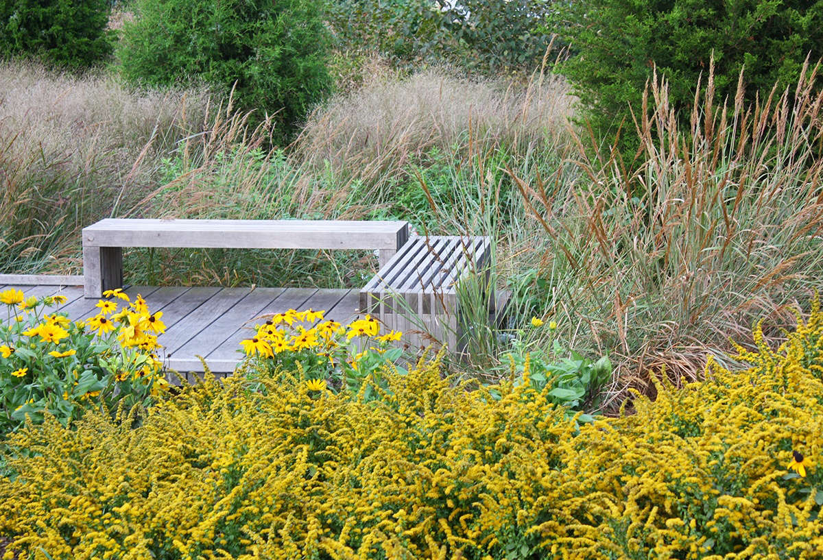 Massed plantings of compact creeping goldenrod (S. sphacelata) are effective paired with loose grasses and a beach-style deck.