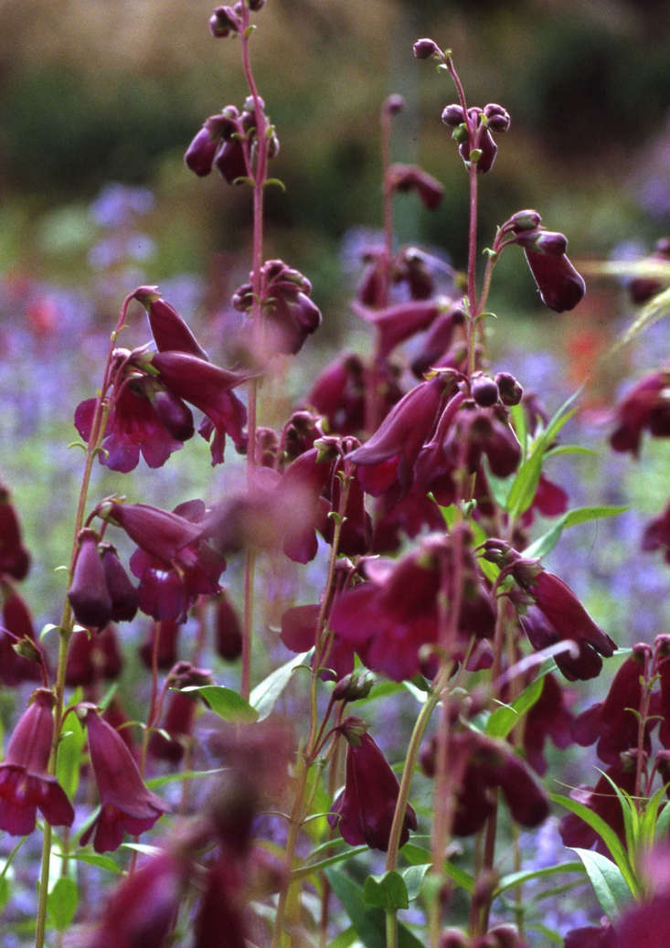 Penstemon &#8\2\16;Raven&#8\2\17; is a good choice for floral arrangements with its dramatic purple flowers and long-lasting habit as a cut flower.