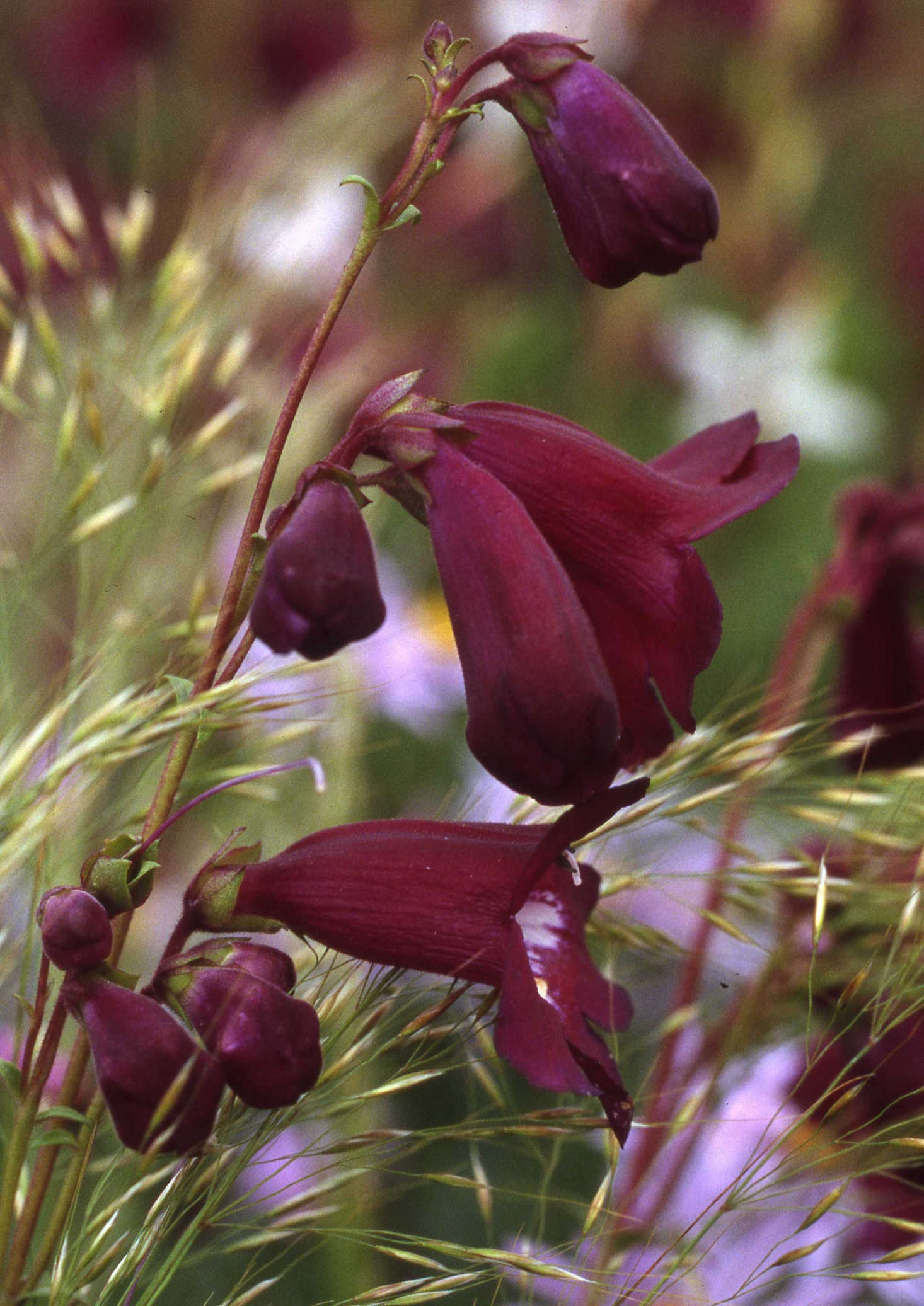 Penstemon