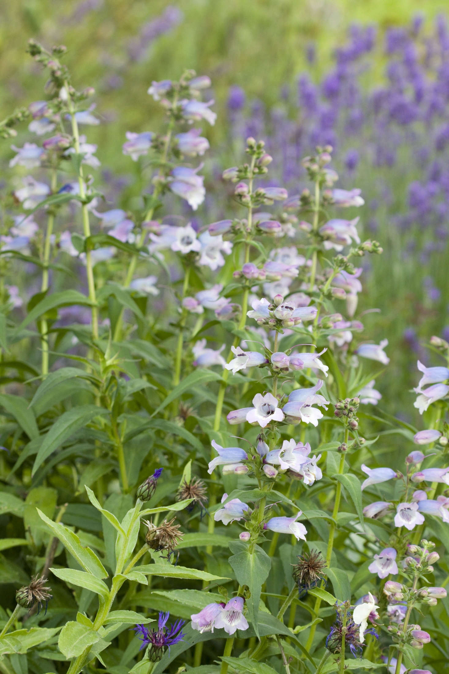 Penstemon 