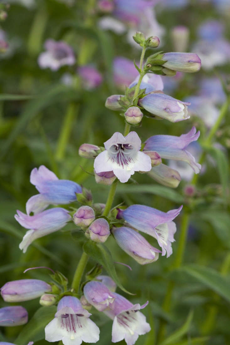 Penstemon &#8\2\16;Sour Grapes&#8\2\17; is a reliable repeat bloomer if deadheaded throughout the summer season.