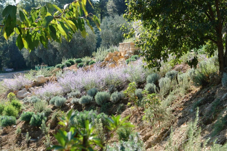 Después de que una nueva construcción dejara escombros de piedra a su paso, el diseñador de jardines James Basson utilizó la vieja piedra para hacer muros de terraza y plantó plantas perennes resistentes, como la salvia rusa, capaces de prosperar en las condiciones secas y rocosas. Ver más en Ideas de jardín para robar a la Provenza.