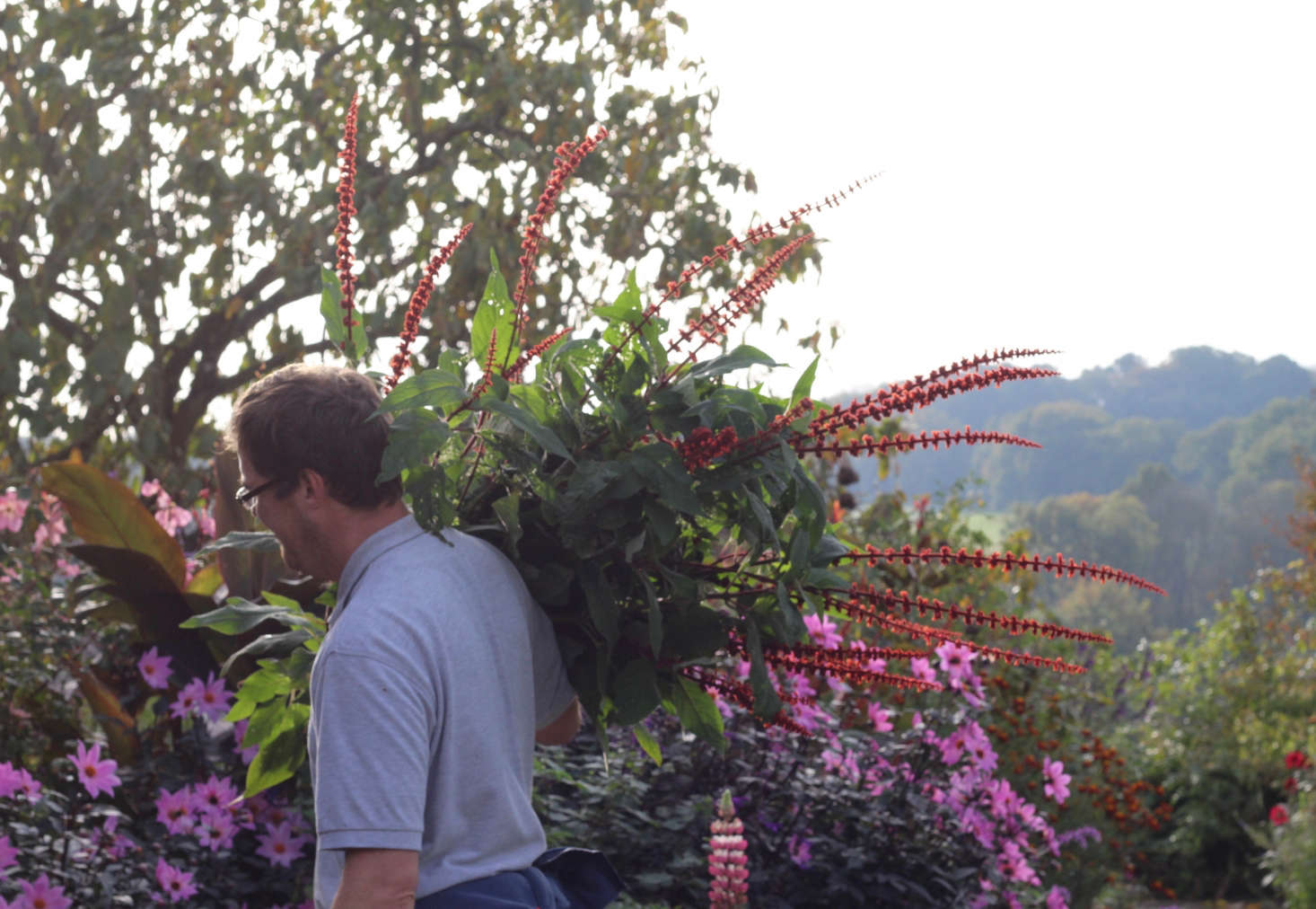 Gravetye senior gardener Stuart Lambert carries cuts of the Brazilian native Salvia confertiflora to the house florists.