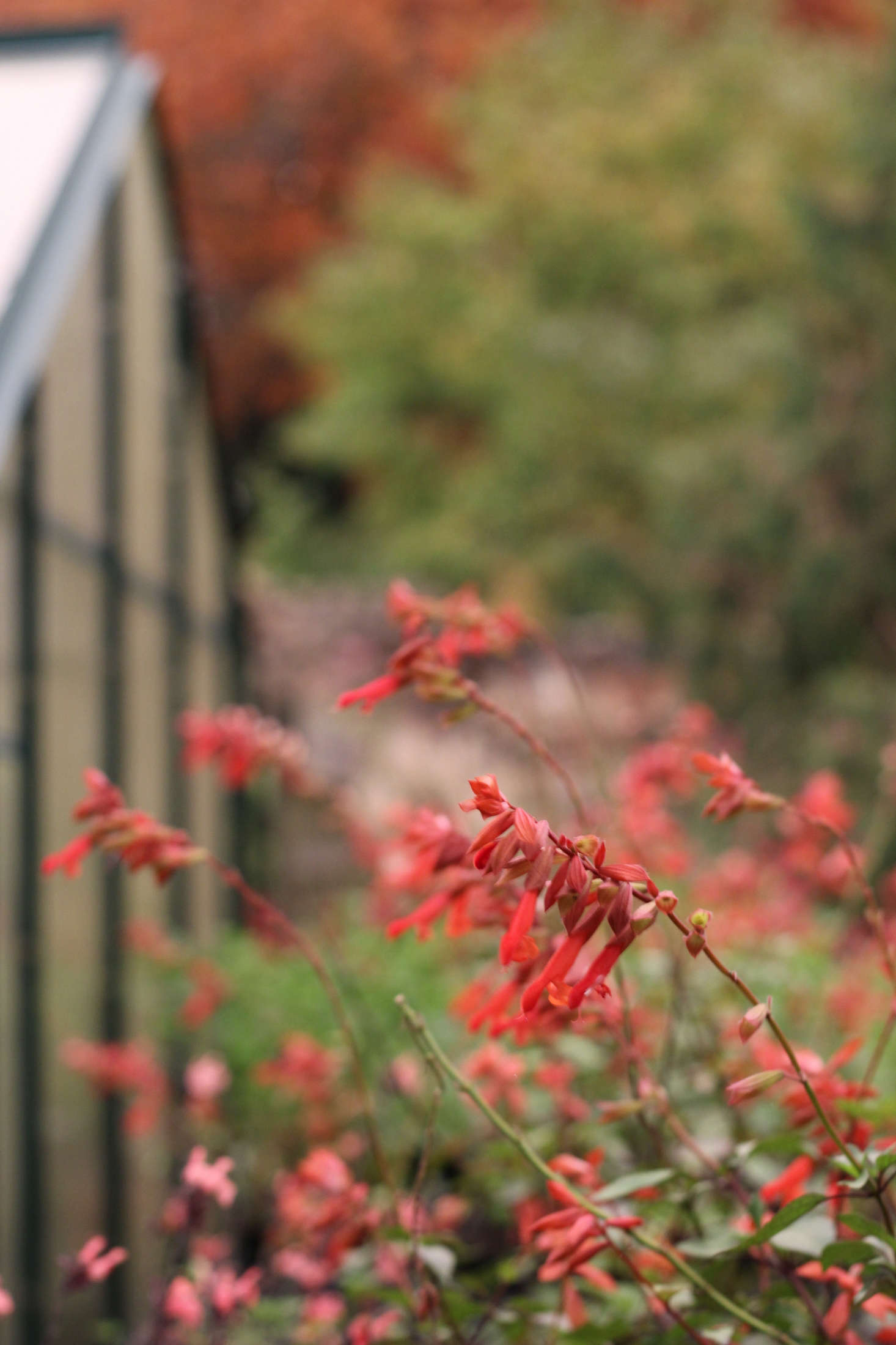 The coral Salvia 
