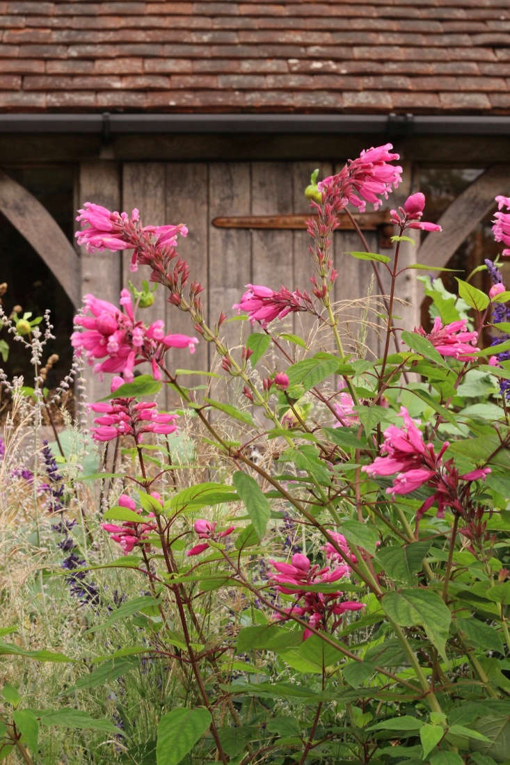 Salvia involucrata ‘Bethellili’ at Gravetye.