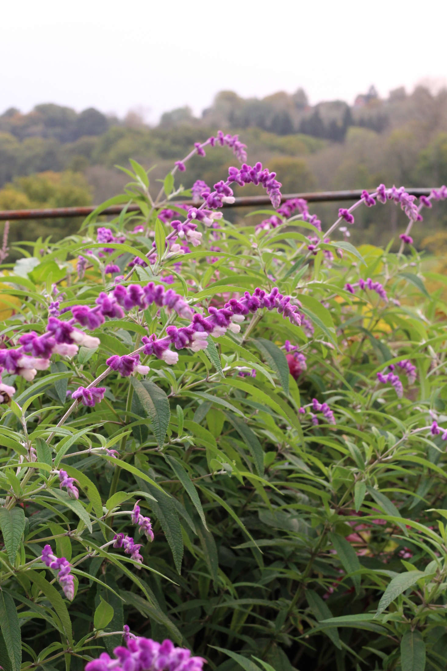 Salvia leucantha