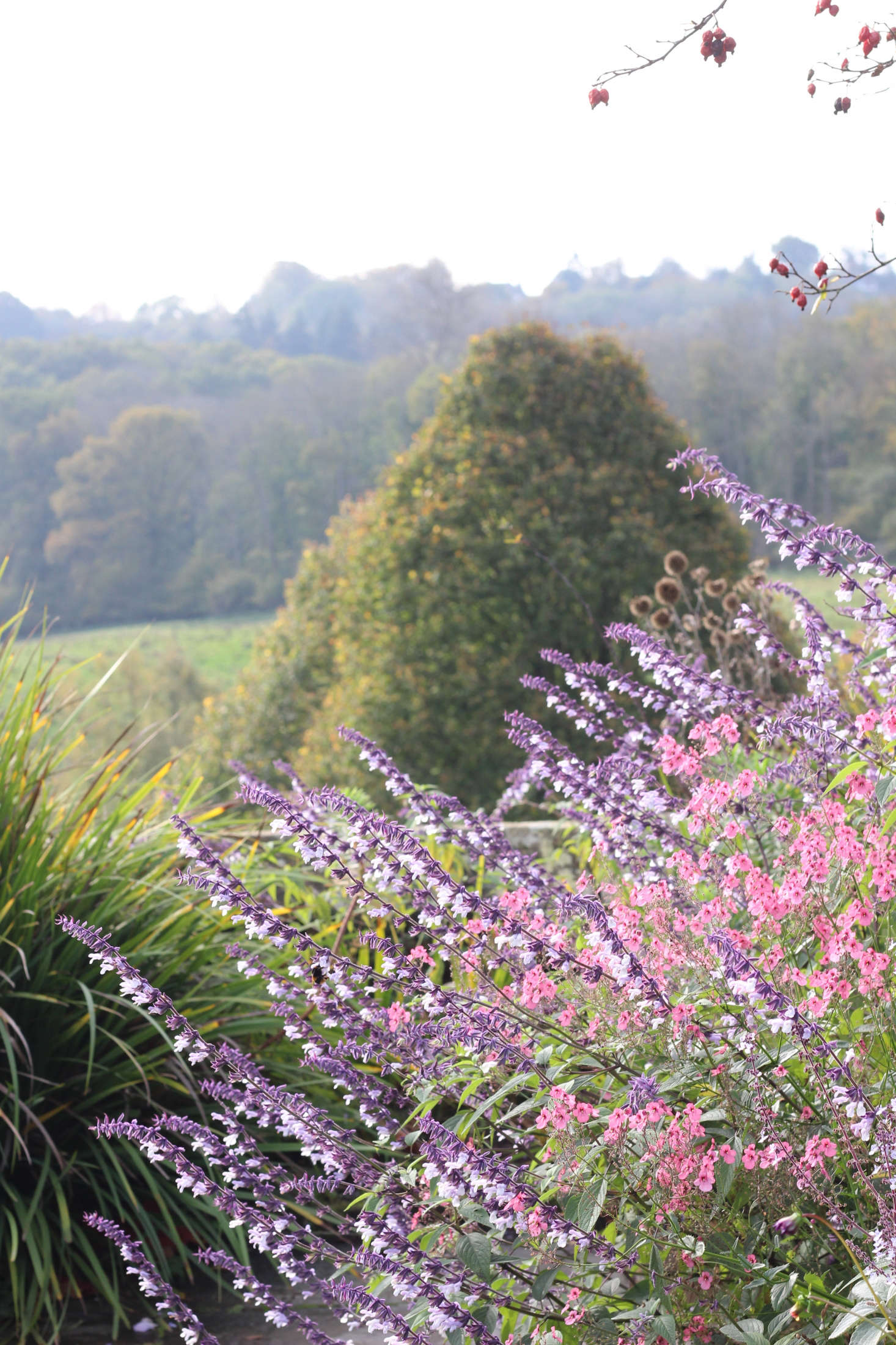 Salvia ‘Phyllis