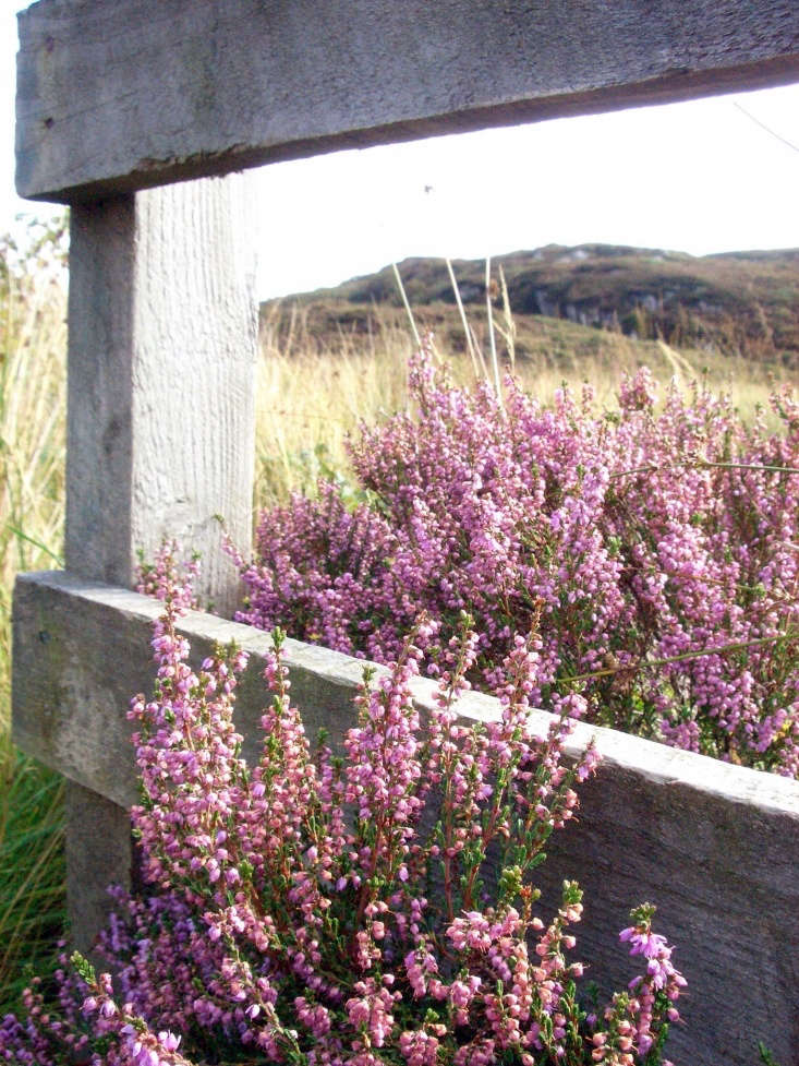 Heather in bloom on the Isle of Mull. Photograph by Saskia Heijltjes via Flickr.