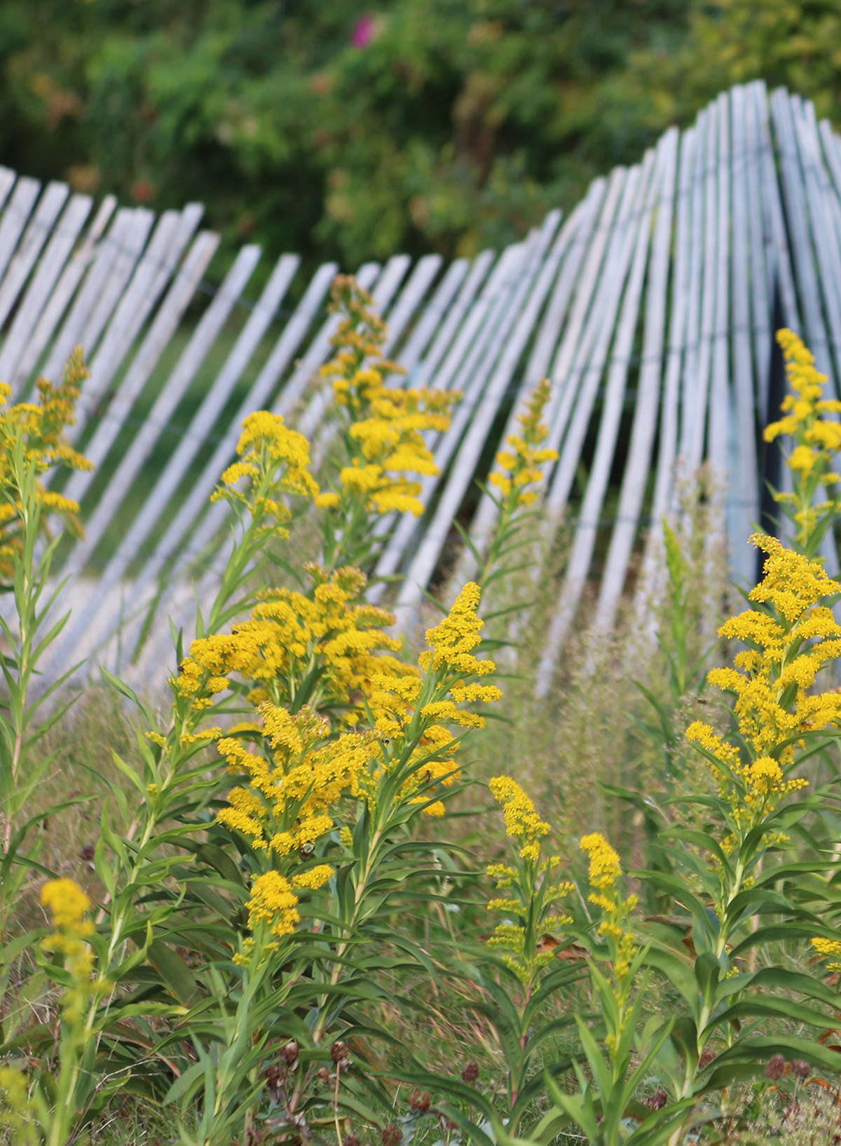 I have had more than one tense conversation with someone who is absolutely convinced that goldenrod is ragweed (Ambrosia species) or that it causes seasonal allergies.