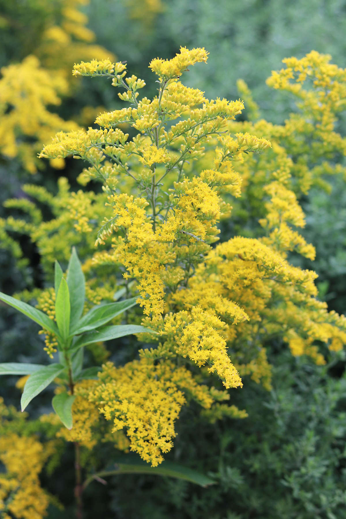 The flowers of gray goldenrod are easy to collect: simply strip them from the cut stalk, and collect in a small bag or bowl. They can be used fresh or as a dried herb. The later green and ripe seeds also have very interesting food potential.