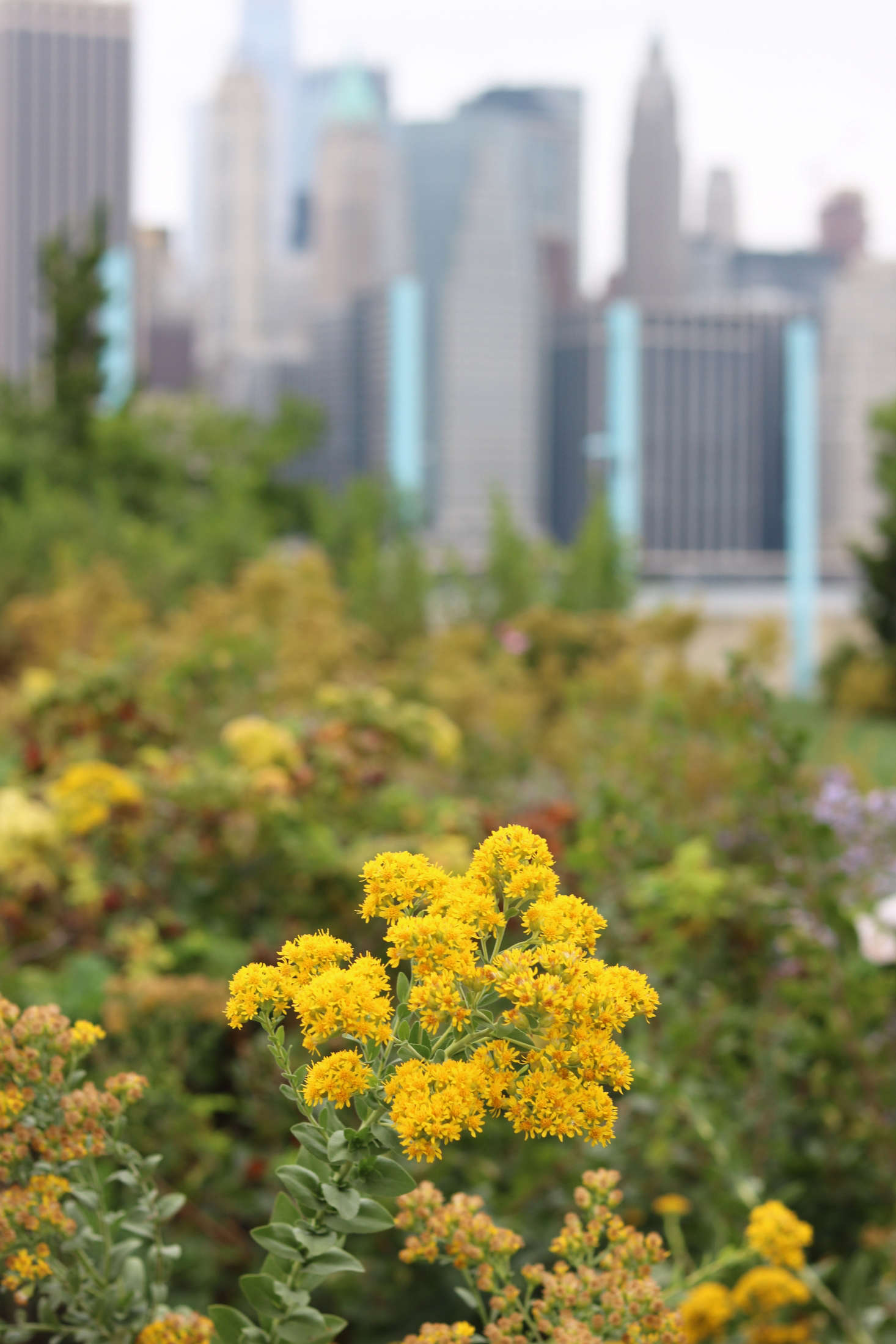 The flower clusters of S. rigida top tall and predictably stiff stalks.