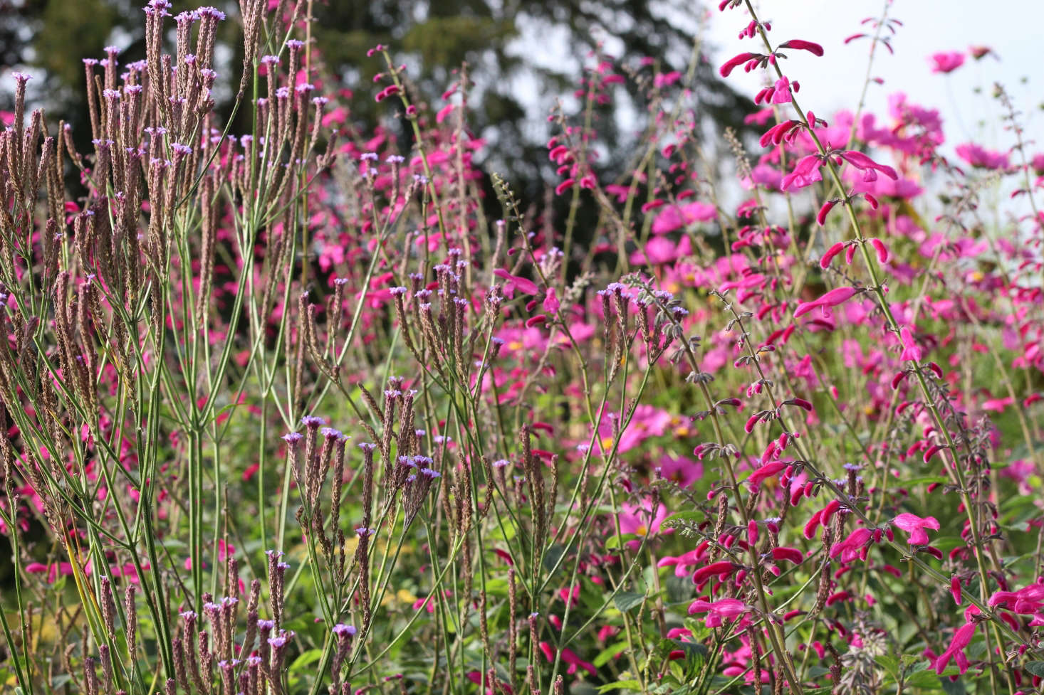 Tall and stately Salvia curviflora with Verbena macdougalii ’Lavender Spires’ at Gravetye.