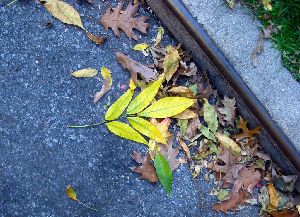 Gardening 101 White Ash Tree Gardenista