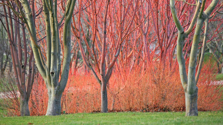  The author might be a bark geek first and foremost but his enthusiasm for winter gardens means he has really thought about how to make this book useful. In the book, images of gardens in their moody skeletal mid-winterness are placed  alongside the summer view, and plants that perhaps provide a supporting role in summer such as sedums, phlomis, or hydrangeas become stars in their own right with their sculptural flower heads in winter.