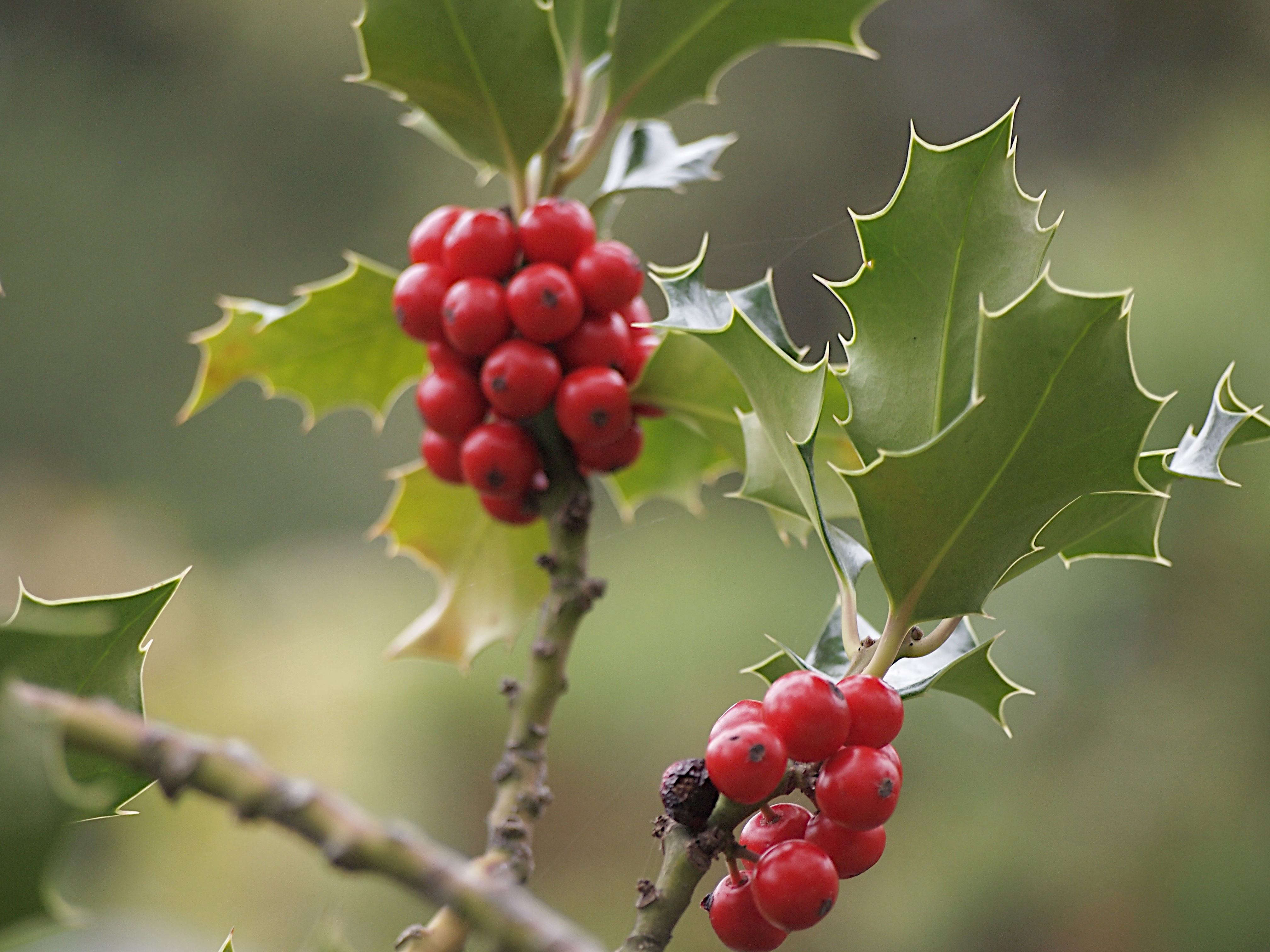 Deck the Halls 5 Best Holly Trees for a Garden (and Garlands) Gardenista