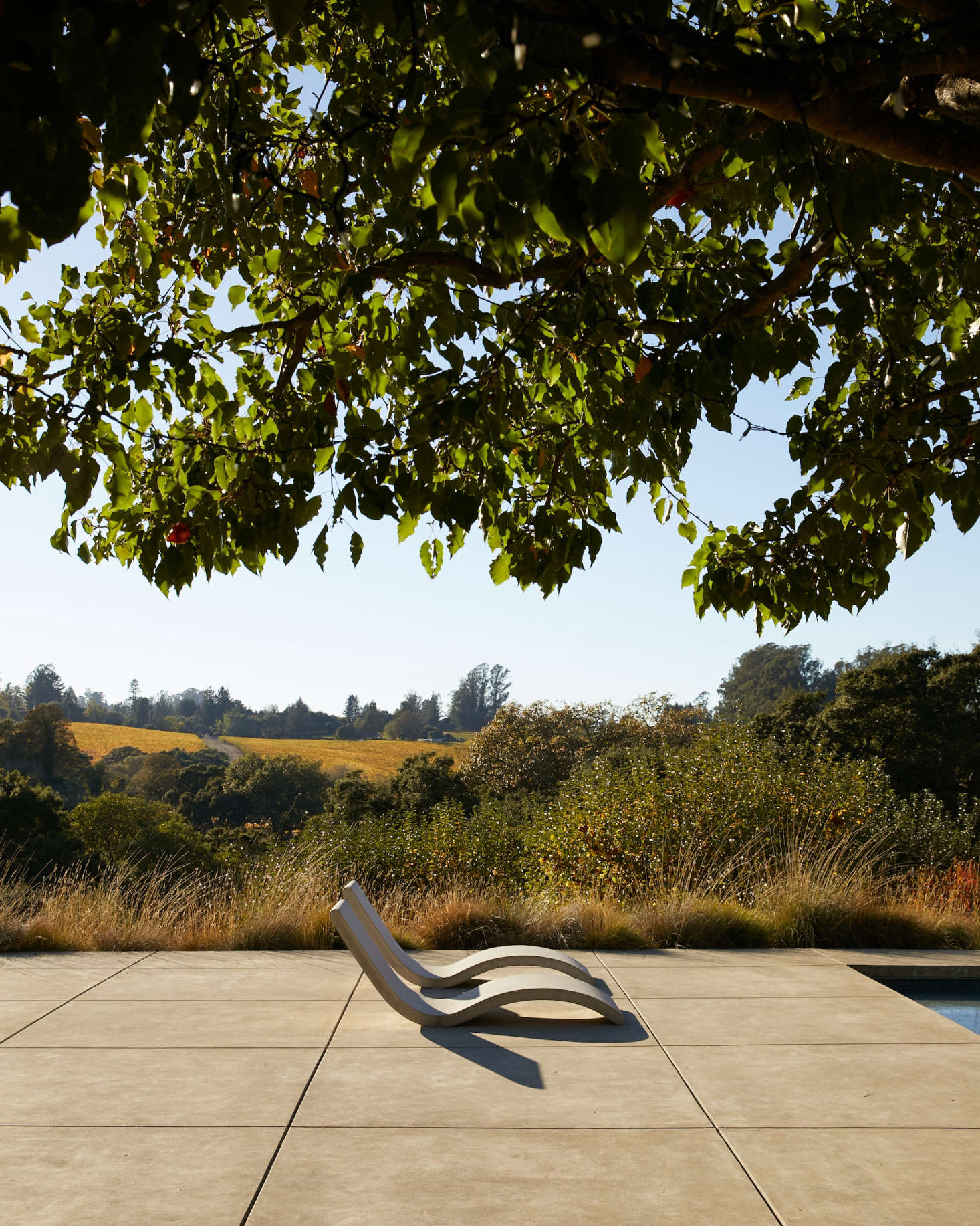 Cochran noted that her clients wanted the landscape plants to be environmentally appropriate, so she chose drought-tolerant plants that would thrive in the hot Sonoma County climate.
