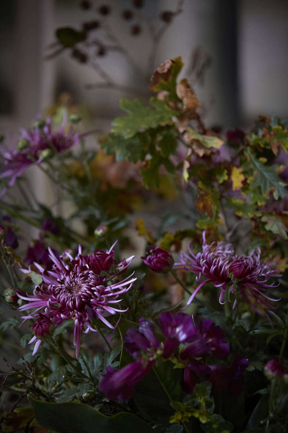 Spider chrysanthemum 