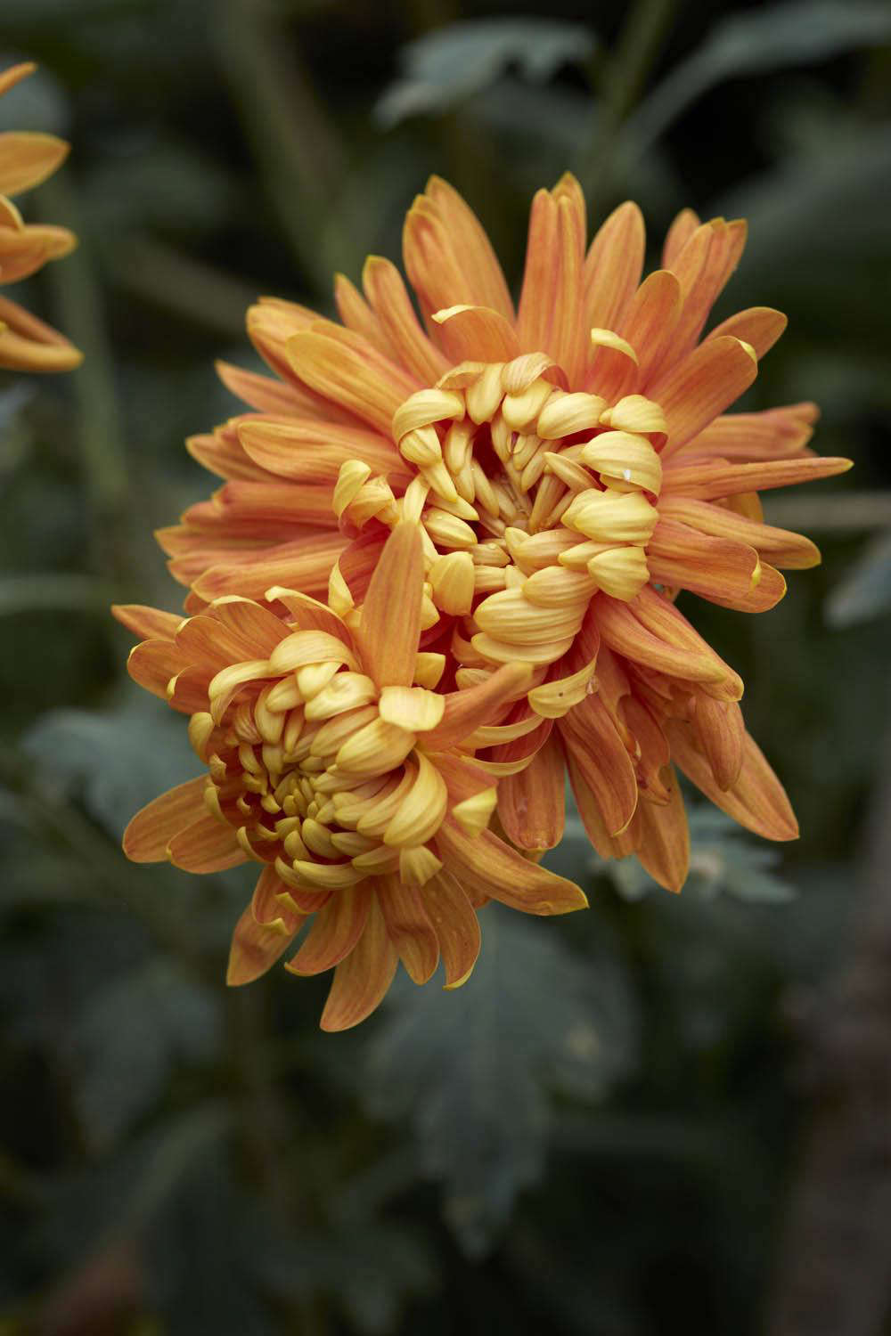 Chrysanthemum 