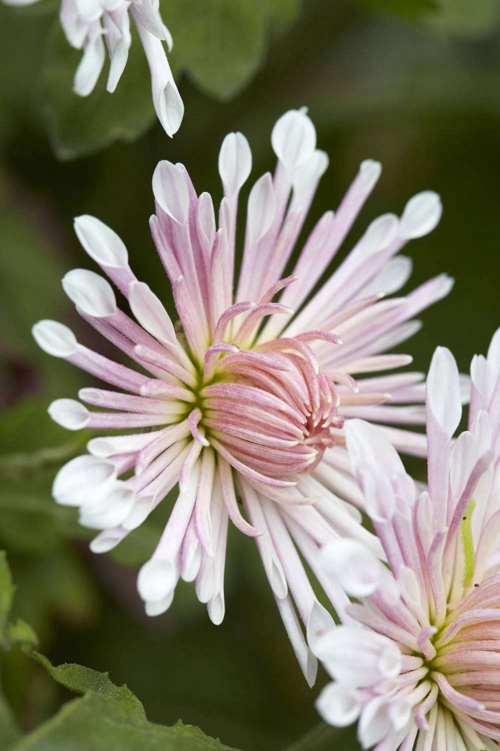 A pale version of C. ‘Duchess of Edinburgh’ (which is more typically a deep red color).