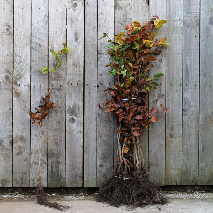 Keep bare roots moist until you&#8\2\17;re ready to transplant them. Photograph by Clare Coulson, from Landscaping \10\1: How to Plant a Bare Root Hedge.