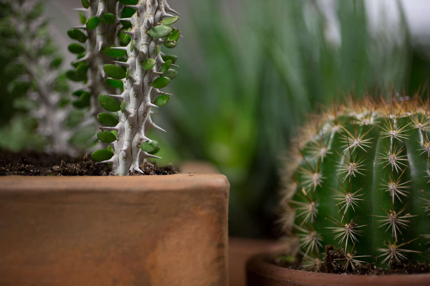 See more at Rent-a-Houseplant: The Plant Library Delivers. Photograph by Molly Decoudreaux.