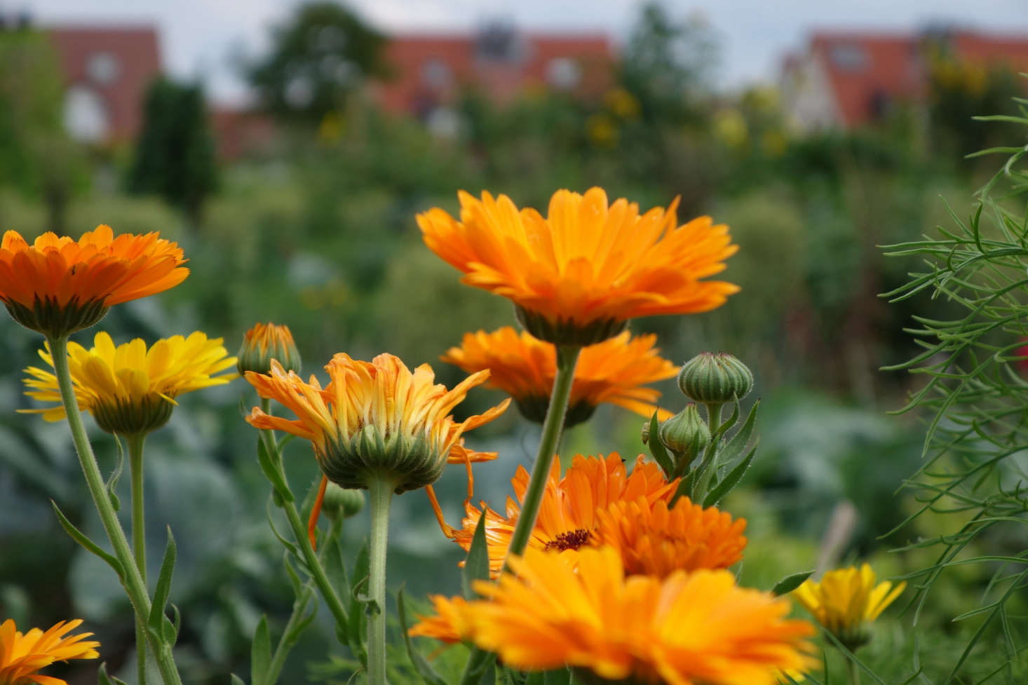 Photograph by Joachim Quandt via Flickr.