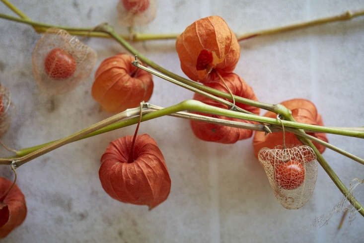 Chinese lanterns are also known romantically as Amours en Cage (Love in a Cage), because of the fruits that are revealed after the cases have dried out.