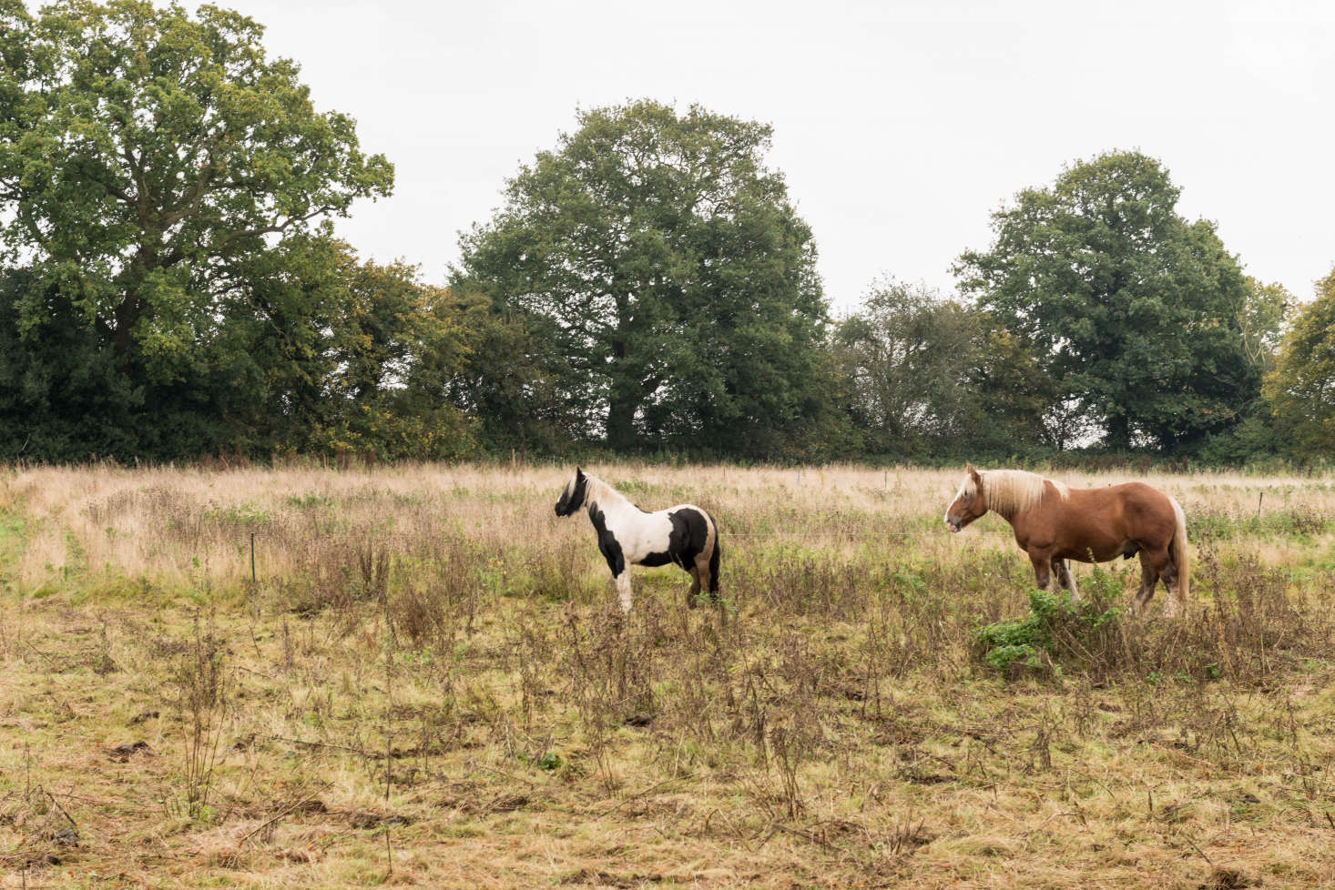 Erlam owns the meadow next to the house.