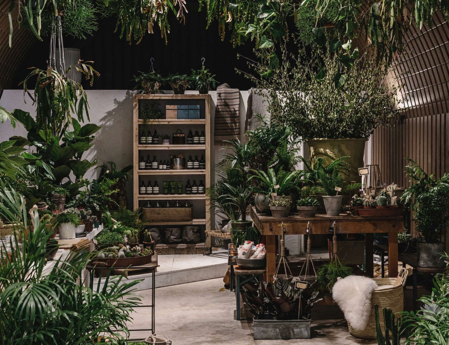 Shopper's Diary Houseplants at Forest in London Gardenista