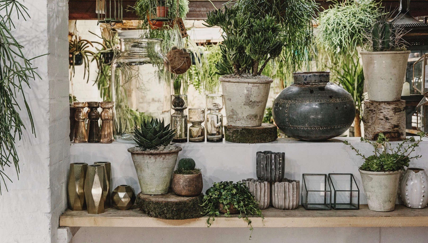 Shopper's Diary Houseplants at Forest in London Gardenista