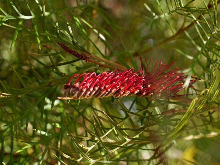 Grevillea &#8\2\16;Red Hooks&#8\2\17;. Photograph by Tatters via Flickr.